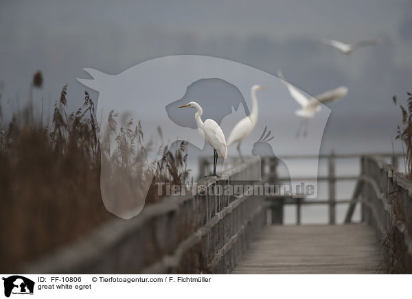 great white egret / FF-10806