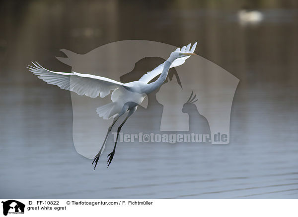 Silberreiher / great white egret / FF-10822