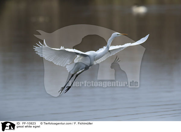 great white egret / FF-10823