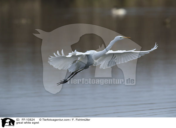 Silberreiher / great white egret / FF-10824