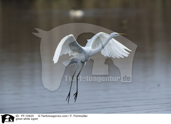 Silberreiher / great white egret / FF-10825