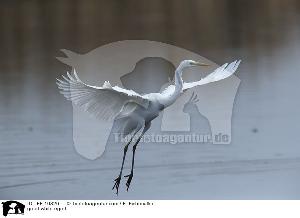 great white egret / FF-10826