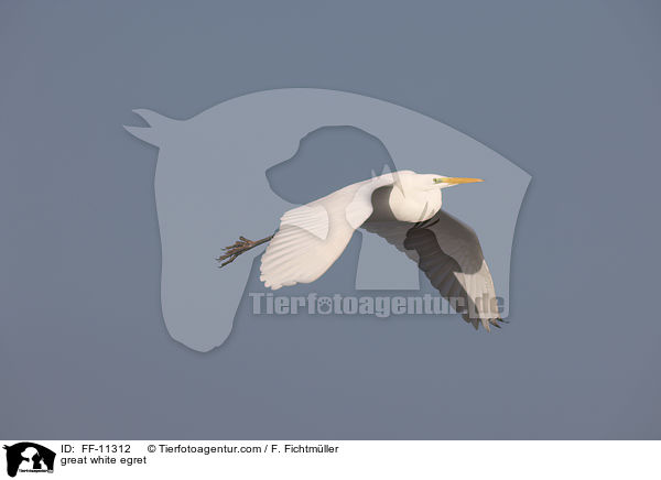 Silberreiher / great white egret / FF-11312