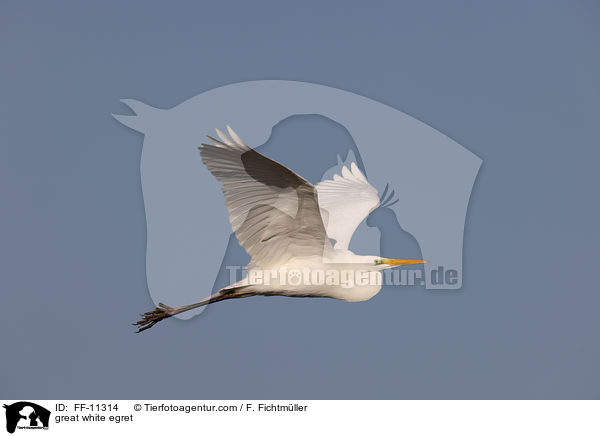 Silberreiher / great white egret / FF-11314