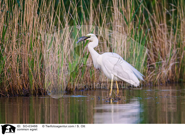 Silberreiher / common egret / SO-03466