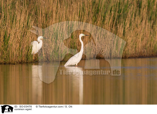 common egret / SO-03476