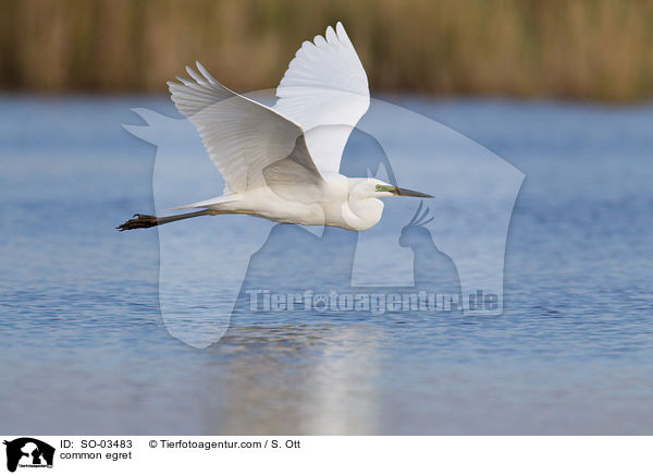 common egret / SO-03483