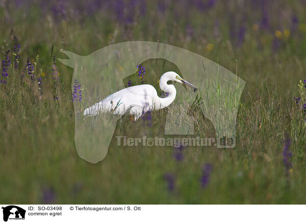 Silberreiher / common egret / SO-03498