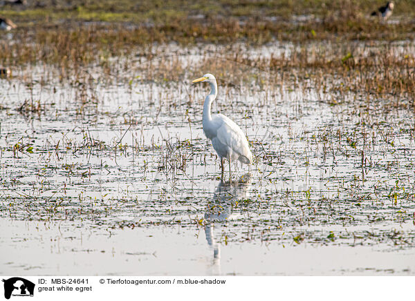 great white egret / MBS-24641