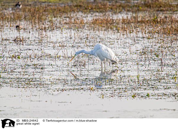 great white egret / MBS-24642