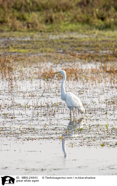 great white egret / MBS-24643
