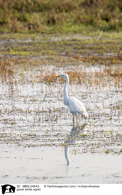 Silberreiher / great white egret / MBS-24643