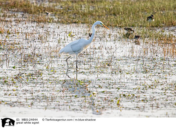 great white egret / MBS-24644