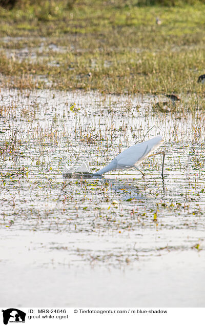 great white egret / MBS-24646