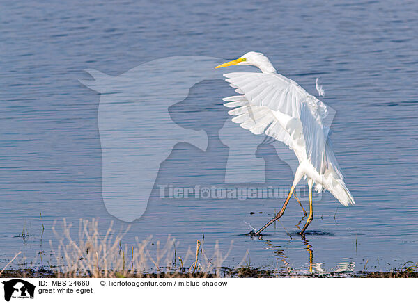 Silberreiher / great white egret / MBS-24660