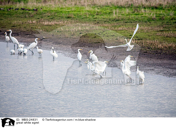 great white egret / MBS-24831