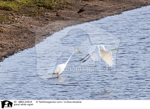 great white egret / MBS-24834