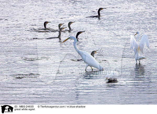 great white egret / MBS-24835