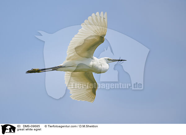 Silberreiher / great white egret / DMS-09685