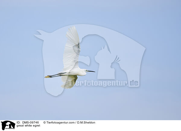 great white egret / DMS-09746