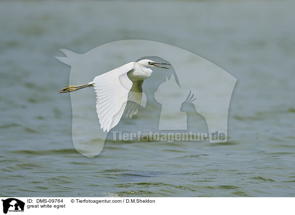 Silberreiher / great white egret / DMS-09764