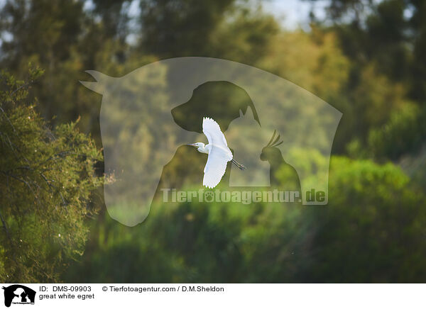 Silberreiher / great white egret / DMS-09903