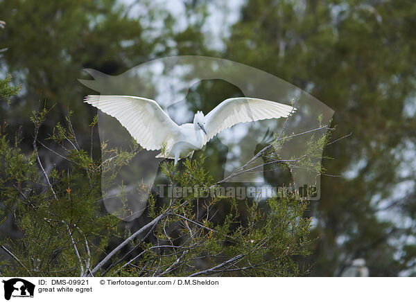 Silberreiher / great white egret / DMS-09921