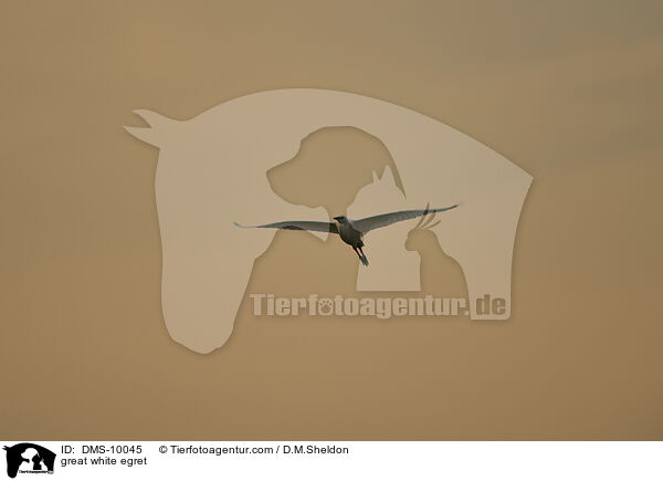 Silberreiher / great white egret / DMS-10045