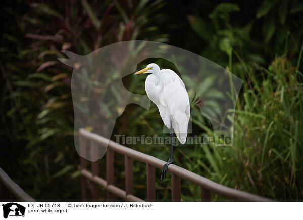 great white egret / JR-05718