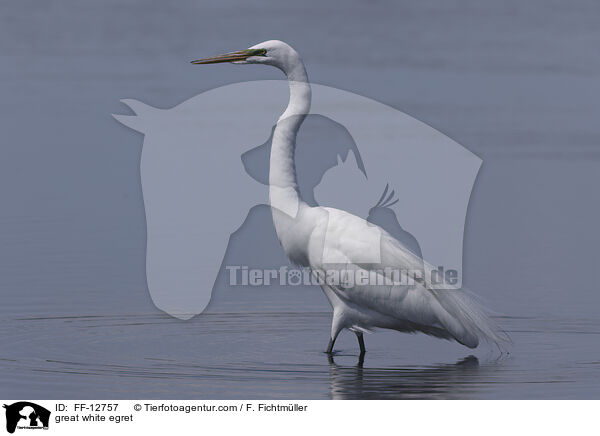 great white egret / FF-12757