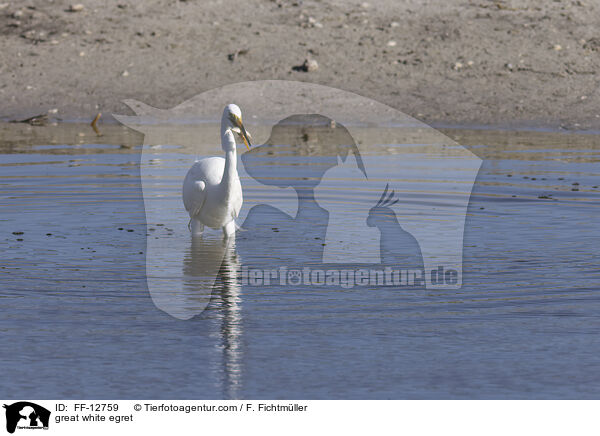 great white egret / FF-12759