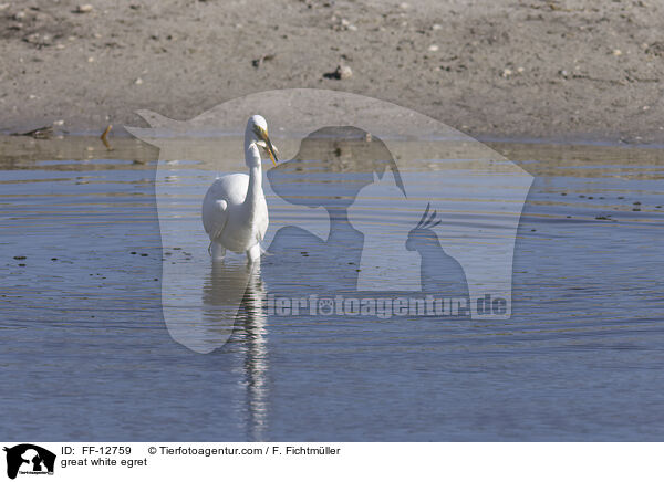 Silberreiher / great white egret / FF-12759