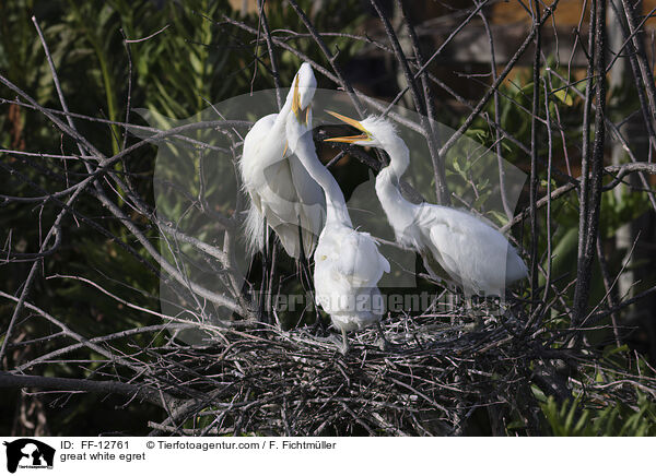 Silberreiher / great white egret / FF-12761