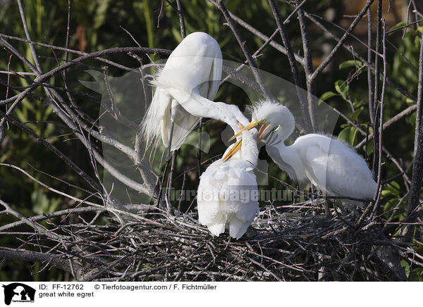 great white egret / FF-12762