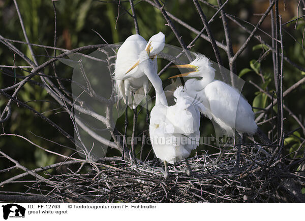 Silberreiher / great white egret / FF-12763