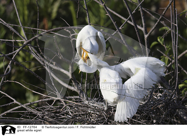 great white egret / FF-12764