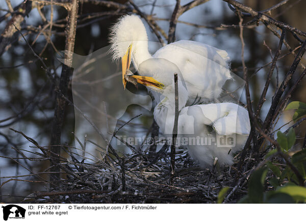 great white egret / FF-12767