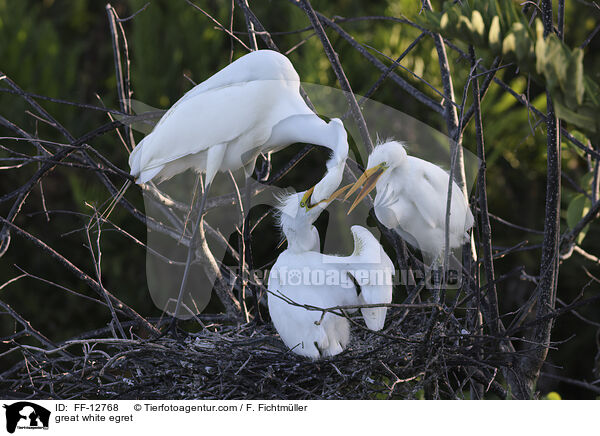 great white egret / FF-12768