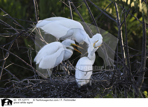 great white egret / FF-12771