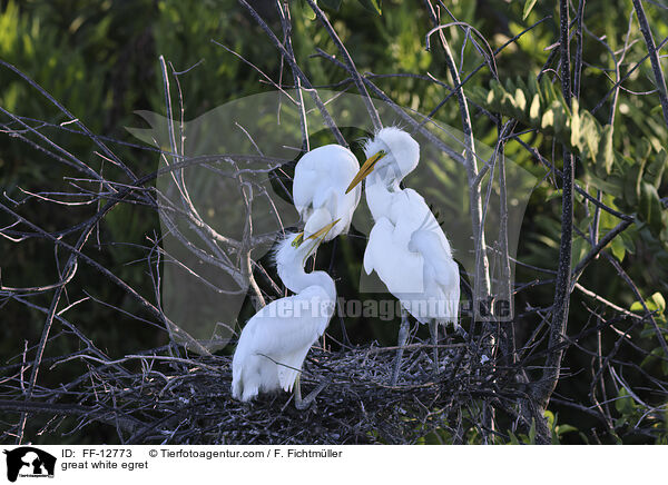 Silberreiher / great white egret / FF-12773