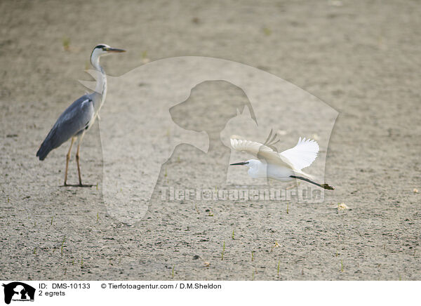 2 Reiher / 2 egrets / DMS-10133