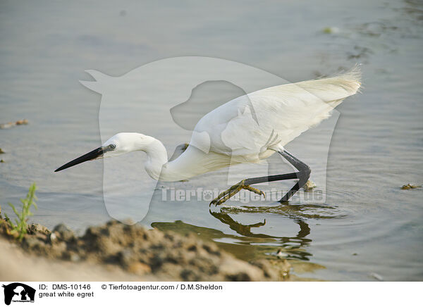 Silberreiher / great white egret / DMS-10146