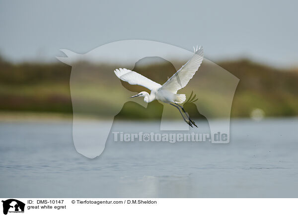 Silberreiher / great white egret / DMS-10147