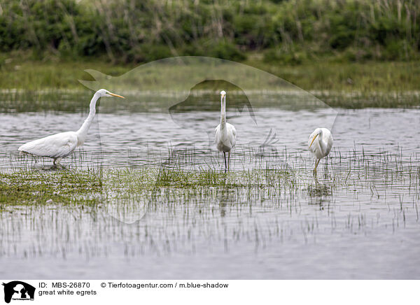 Silberreiher / great white egrets / MBS-26870