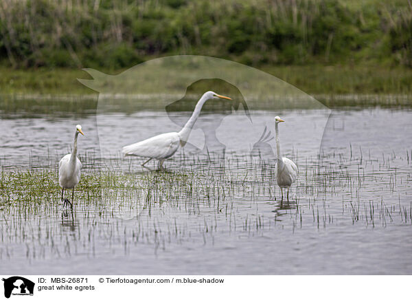 great white egrets / MBS-26871