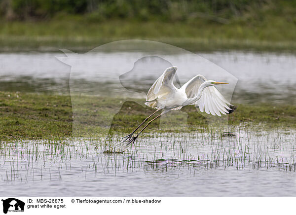 Silberreiher / great white egret / MBS-26875