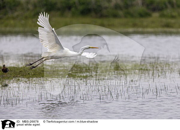 Silberreiher / great white egret / MBS-26878