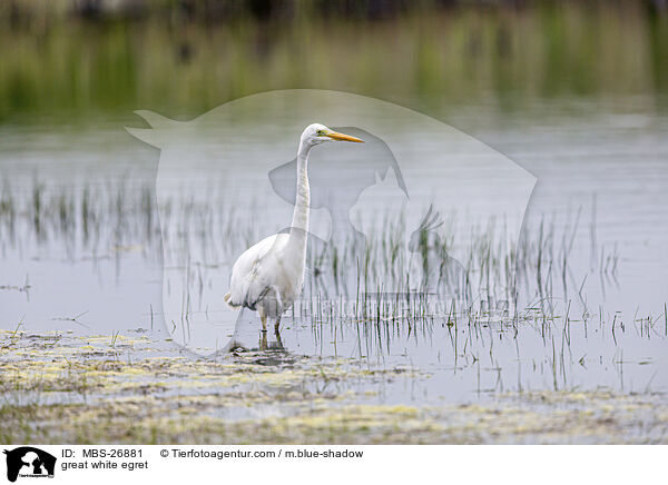 great white egret / MBS-26881