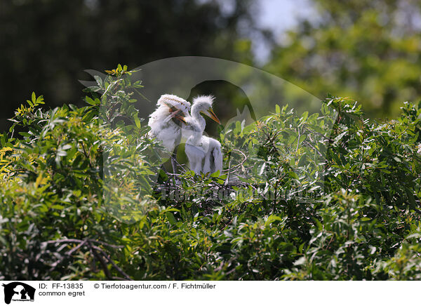 Silberreiher / common egret / FF-13835