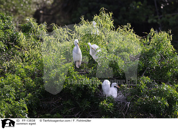 common egret / FF-13838